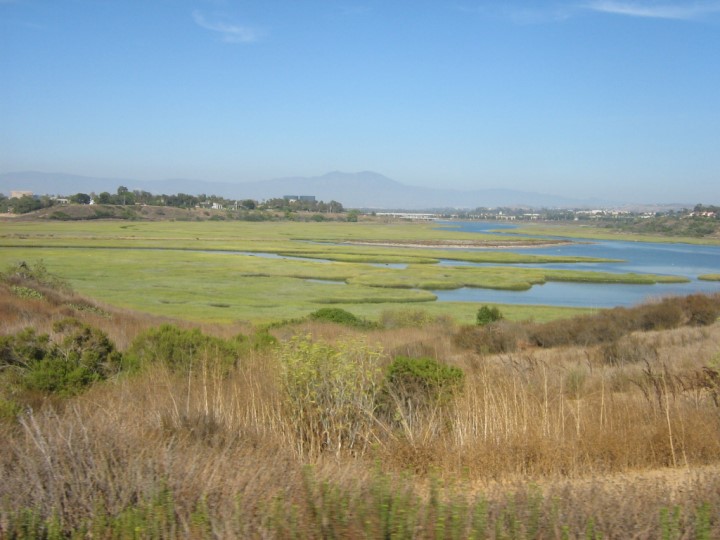 marsh and grassland adjacent to waterway